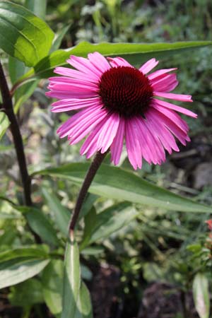 ECHINACEA 'Sensation Black Pearl'