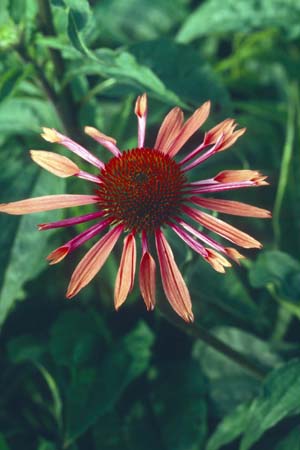 ECHINACEA 'Sunset'