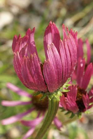 Echinacea tennesseensis 'Rocky Top Hybr.'