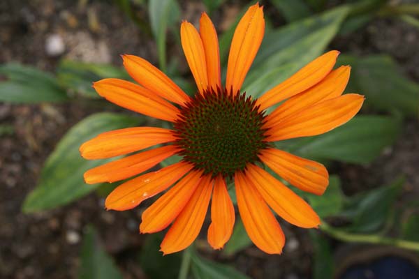 Echinacea 'Tiki Torch'