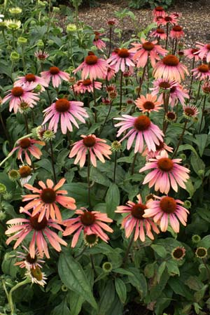 Echinacea 'Twilight'