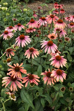 ECHINACEA 'Twilight'