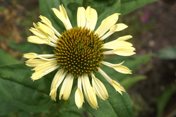 ECHINACEA 'Yellow Spider'