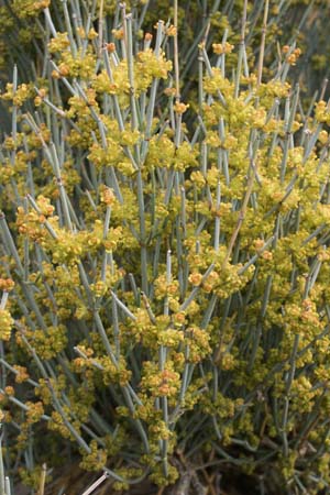 Ephedra
