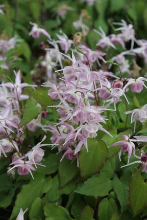 Epimedium 'Akebono'