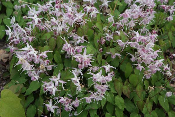 Epimedium 'Akebono'