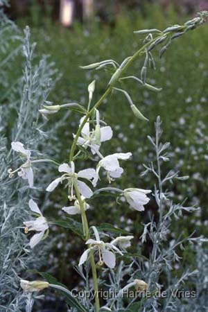 Epilobium angustifolium 'Album'
