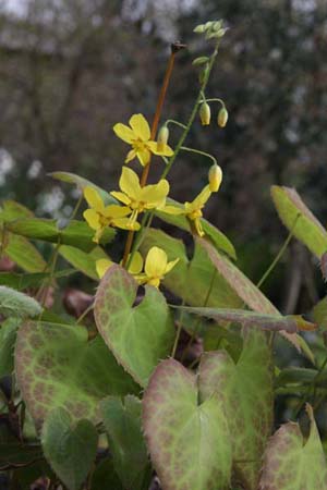 Epimedium x perralchicum 'Nachfolger'
