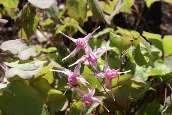 Epimedium grandiflorum 'Tancho'