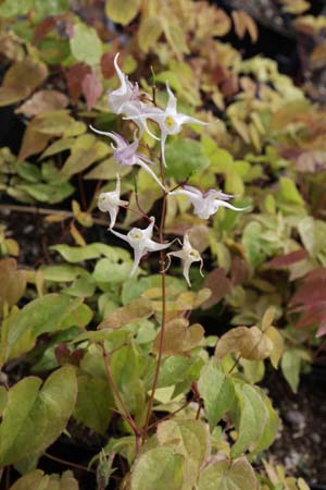Epimedium grandiflorum 'White Queen'