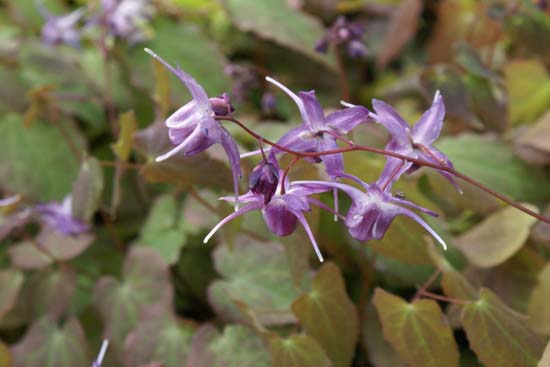Epimedium grandiflorum 'Lilafee'