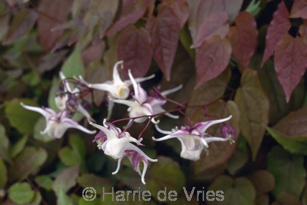 Epimedium grandiflorum 'White Queen'