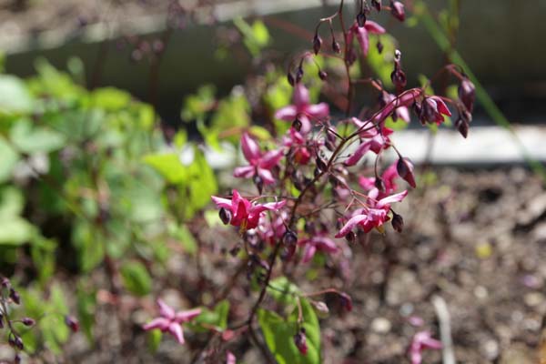 Epimedium 'Never the Red Rooster'