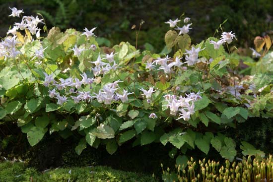 Epimedium pauciflorum