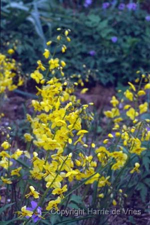 Epimedium x perralchicum 'Frohnleiten'