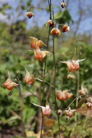 Epimedium 'Rik'