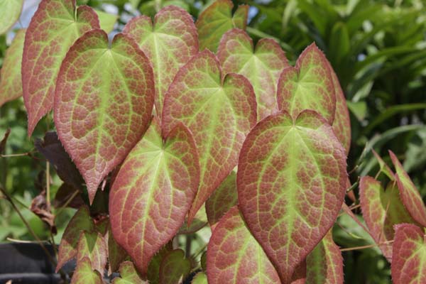Epimedium x rubrum 'Galadriel'