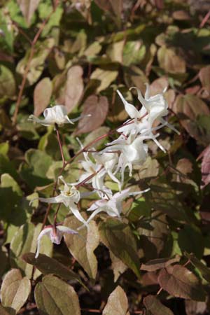 Epimedium 'Tinkerbell'