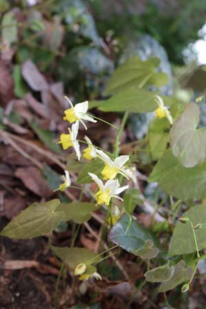 Epimedium 'Totnes Turbo'