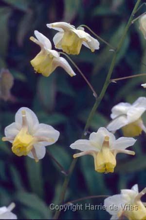 Epimedium x versicolor 'Sulphureum'