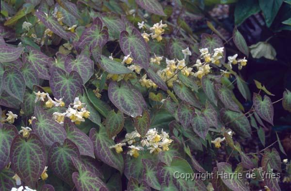 Epimedium x versicolor 'Sulphureum'