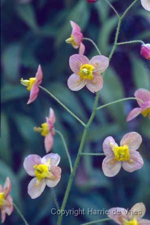 Epimedium x warleyense 'Ellen Willmott'