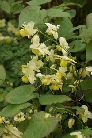 Epimedium x versicolor 'Sulphureum'