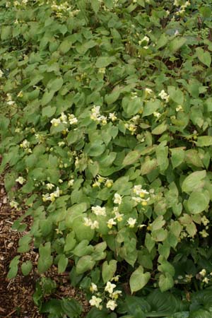 Epimedium x versicolor 'Sulphureum'
