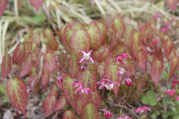 Epimedium x rubrum