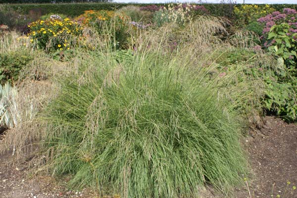 Eragrostis