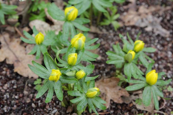 ERANTHIS hyemalis 'Grünling'
