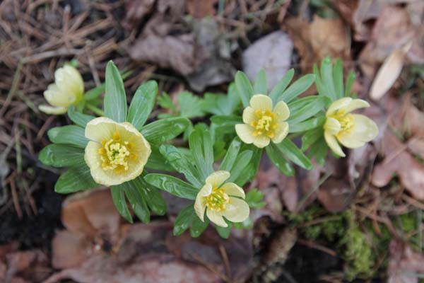 ERANTHIS hyemalis 'Schwefelglanz'
