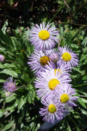 Erigeron glaucus 'Olga'