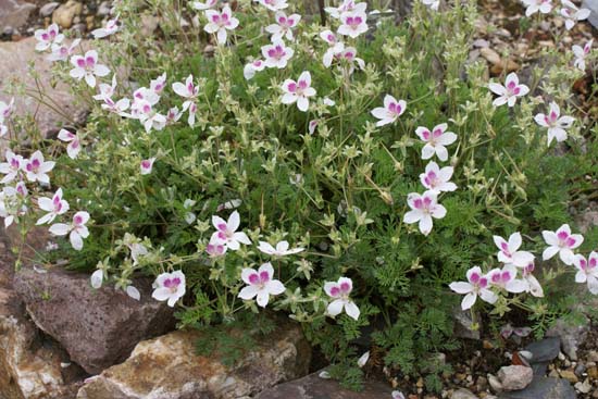 Erodium 'Ardwyck Red Eye'