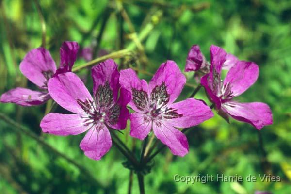 Erodium manescavii