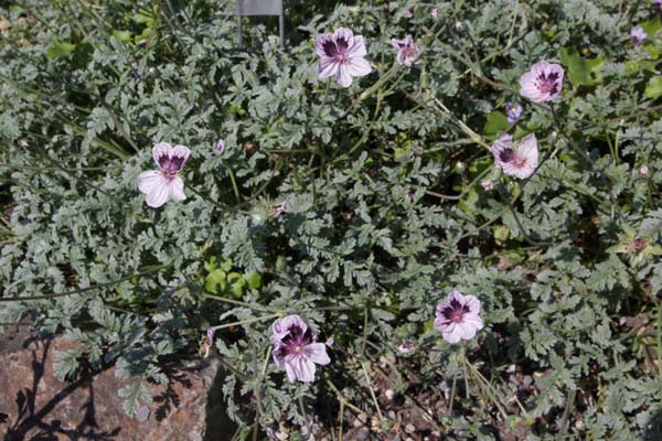 ERODIUM supracanum hybr