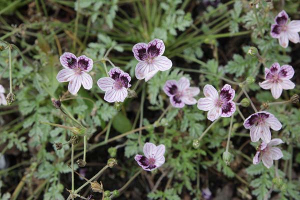 Erodium supracanum hybr
