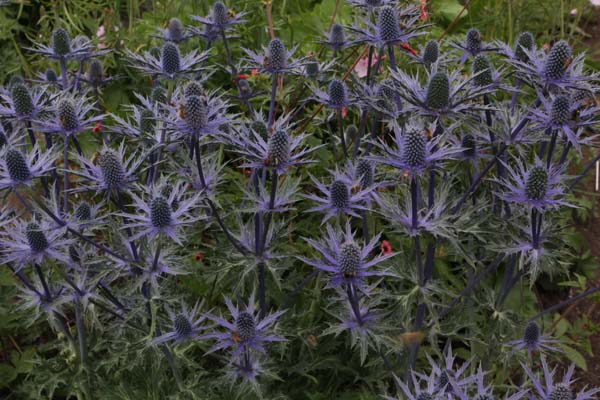 Eryngium 'Big Blue'