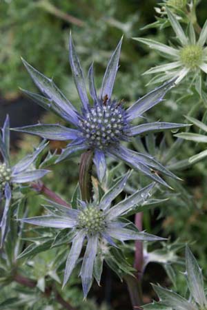 Eryngium bourgatii 'Picos Amethyst'