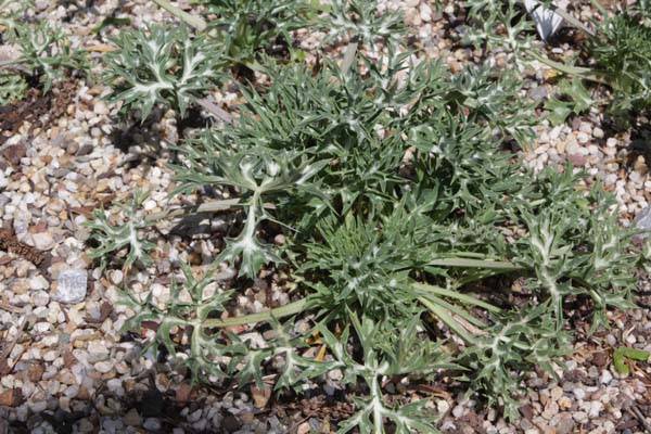Eryngium bourgatii 'Oxford Blue'