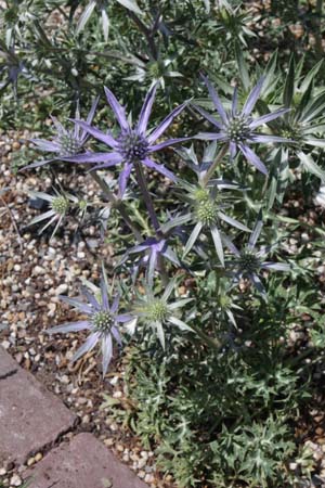 Eryngium bourgatii 'Oxford Blue'