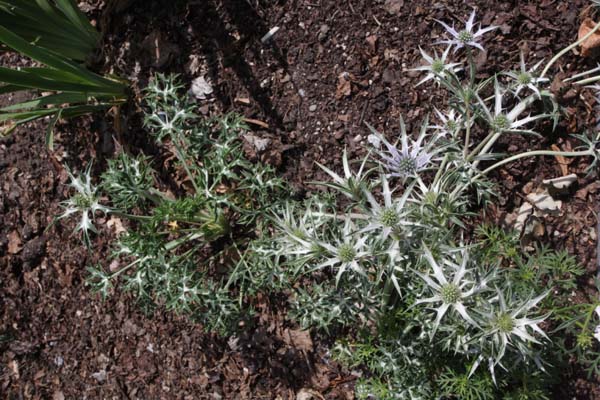 Eryngium bourgatii 'G.S.Thomas's sel'