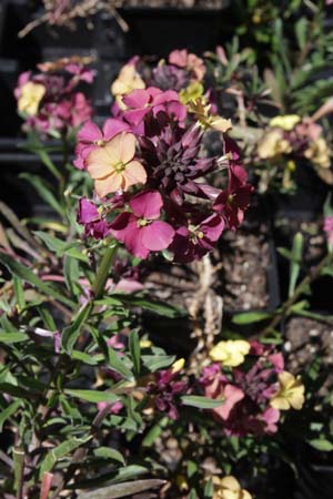 ERYSIMUM 'Bowles Lichtgeel & Lila'