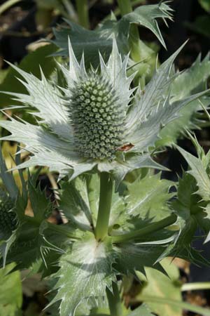 Eryngium caucasicum ?