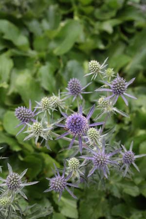 Eryngium humilis ?