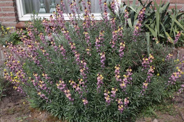 ERYSIMUM mutabile