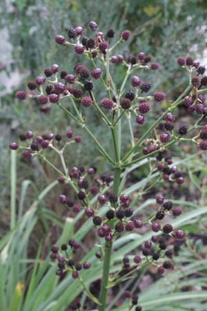 Eryngium pandanifolium ex 'Physic Purple'