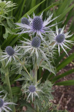 Eryngium x zabelii 'Jos Eijking'