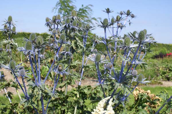 Eryngium x zabelii 'Jos Eijking'