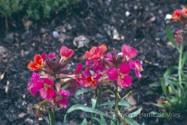 Erysimum